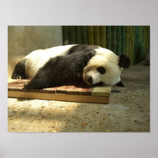 Spipande panda poster