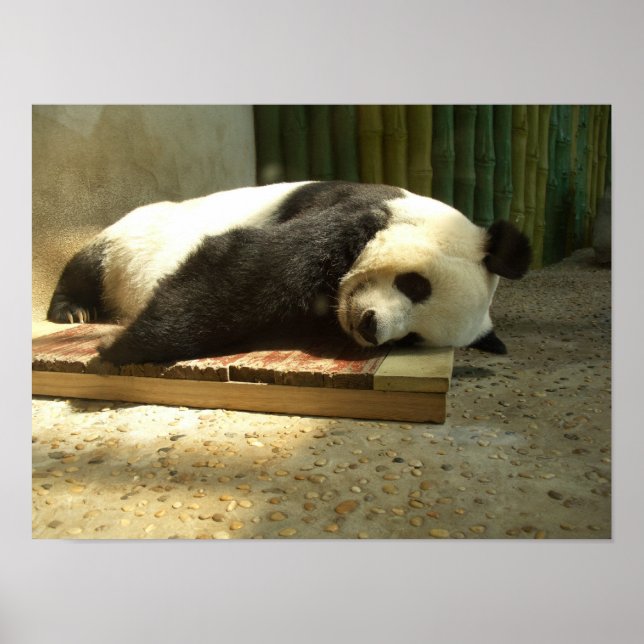 Spipande panda poster (Framsidan)