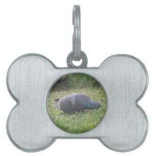 Spipande Pigeon Pet Tag Namnbricka Husdjur