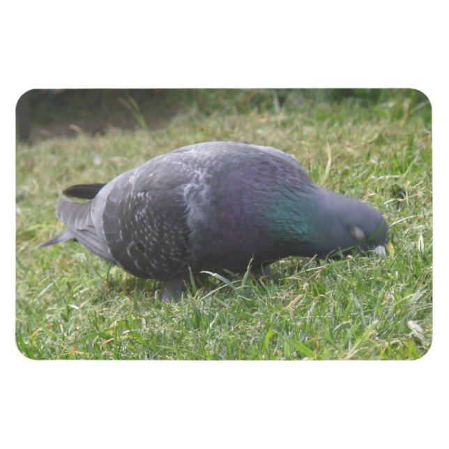 Spipande Pigeon Premium Magnet (Horisontell)