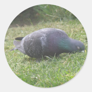 Spipande Pigeon Sticker Runt Klistermärke
