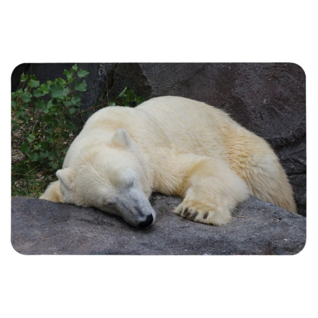 Spipande Polar Björn Magnet (Horisontell)