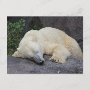 Spipande Polar Björn Vykort
