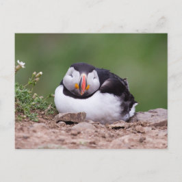 Spipande Puffin Vykort