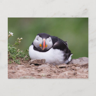 Spipande Puffin Vykort
