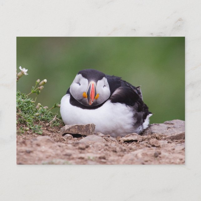 Spipande Puffin Vykort (Framsida)