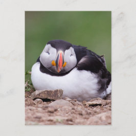 Spipande Puffin Vykort
