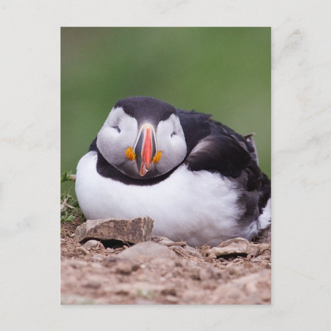 Spipande Puffin Vykort (Framsida)