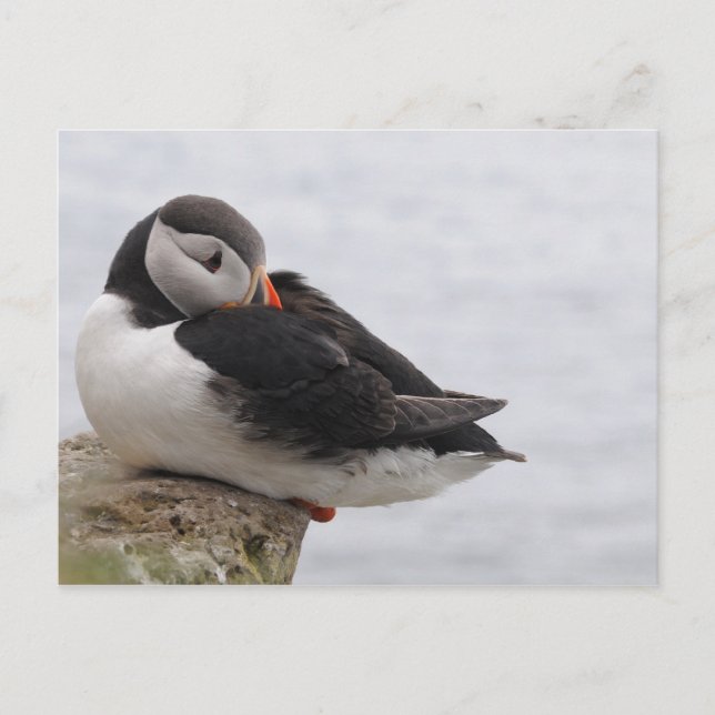 Spipande Puffin Vykort (Framsida)