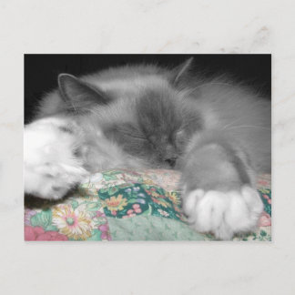 Spipande Ragdoll Vykort