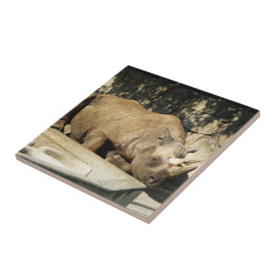 Spipande Rhino Kakelplatta