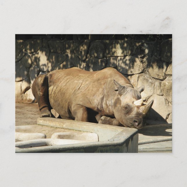 Spipande Rhino Vykort (Framsida)