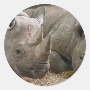 Spipande Rhinos Stickers Runt Klistermärke