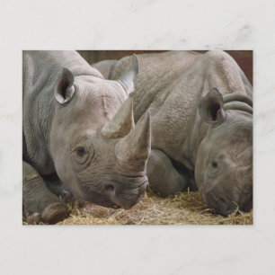 Spipande Rhinos-vykort Vykort