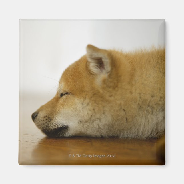 Spipande Shiba-ken 3 Magnet (Framsidan)