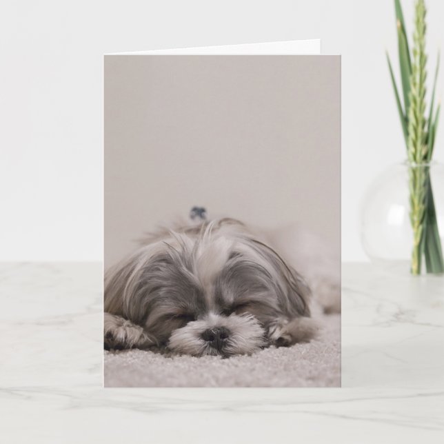 Spipande Shih tzu-hälsningskort, sovande Hund Kort (Framsida)