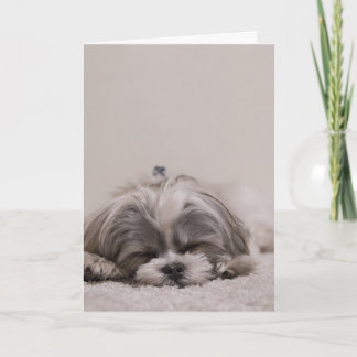 Spipande Shih tzu-hälsningskort, sovande Hund Kort