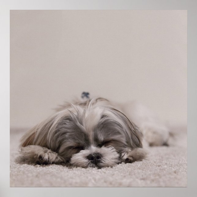 Spipande Shih Tzu Poster, Spipande Hund Poster (Framsidan)