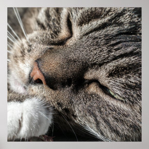 Spipande Tabby katt Poster