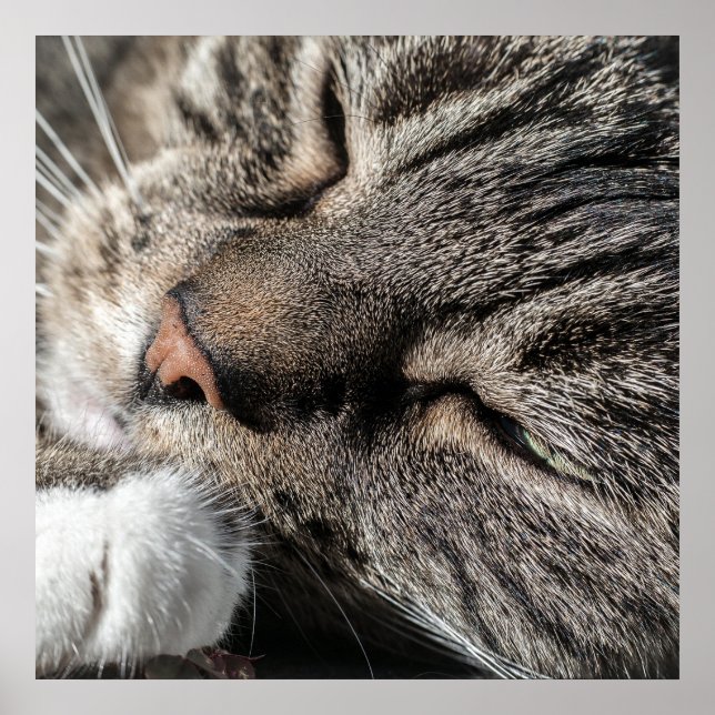 Spipande Tabby katt Poster (Framsidan)