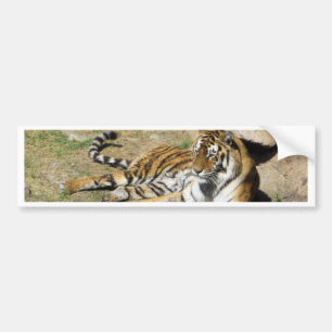Spipande Tiger Bildekal