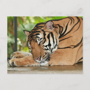 Spipande tiger Fotovykort Vykort