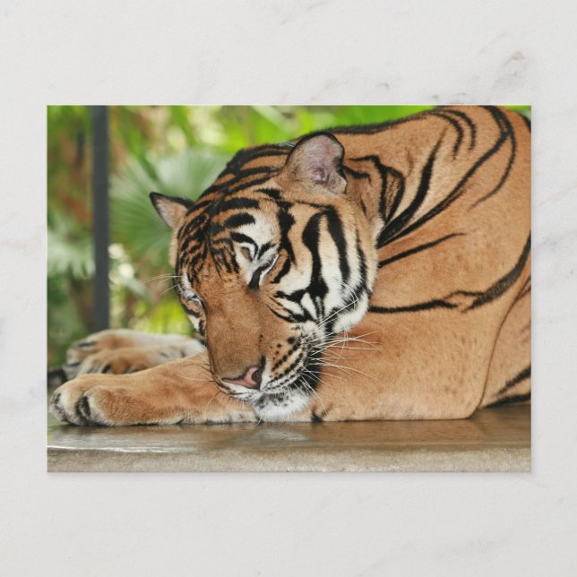 Spipande tiger Fotovykort Vykort (Framsida)