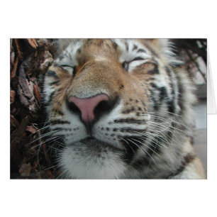 Spipande Tiger Hälsningskort