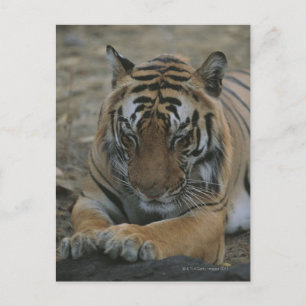 Spipande Tiger Vykort