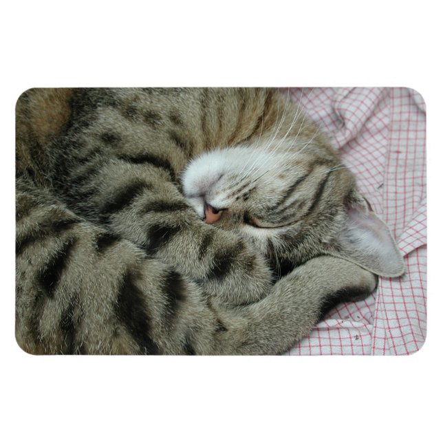 Spipande tigerkatt magnet (Horisontell)