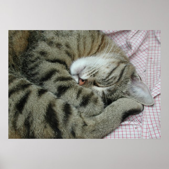 Spipande tigerkatt poster (Framsidan)