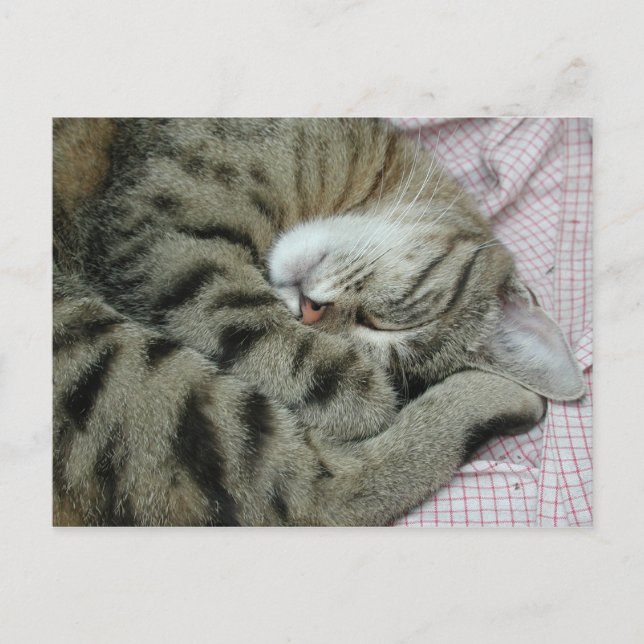 Spipande tigerkatt vykort (Framsida)
