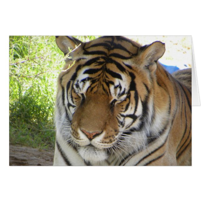 Spipande tigerkort (h) hälsningskort (Framsidan Horizontal)
