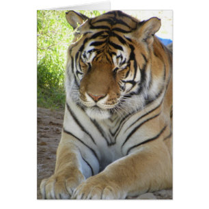 Spipande tigerkort (v) hälsningskort