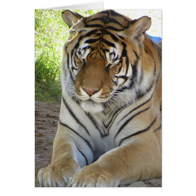 Spipande tigerkort (v) hälsningskort (Framsidan)