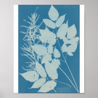 Spiraea aruncus av Anna Atkins Poster