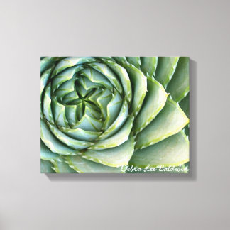 Spiral Aloe-foto av Debra Lee Baldwin Canvastryck
