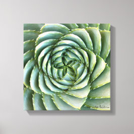 Spiral Aloe-foto av Debra Lee Baldwin Canvastryck