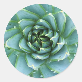 Spiral Aloe Polyphylla Sticker Runt Klistermärke