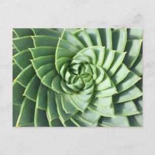 Spiral Aloe-postkort Vykort