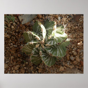 spiral kaktus poster