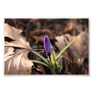 Spirande krokus fototryck