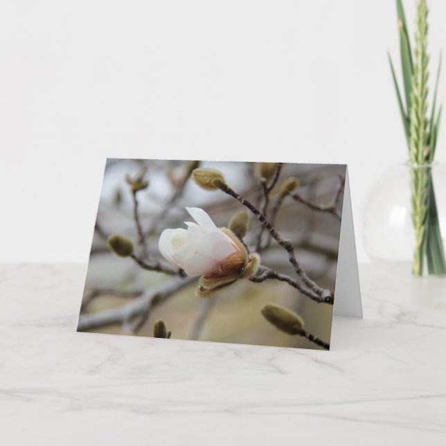 Spirande Magnoliablom, inre verse på tro Kort (Framsida)