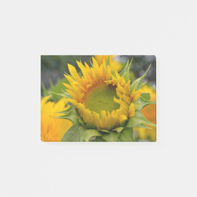 Spirande solros post-it block (Framsida)