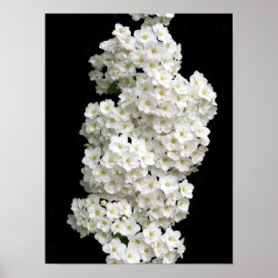 Spirea Arguta Affisch