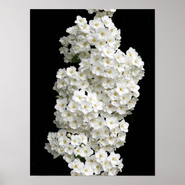 Spirea Arguta Affisch (Framsidan)