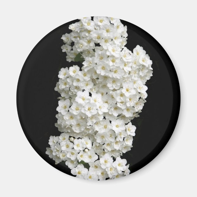 Spirea Arguta magnet (Framsidan)