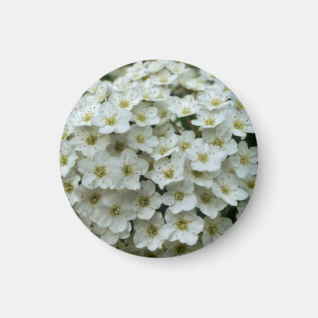 Spirea Arguta Magnet (Framsidan)