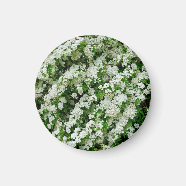 Spirea Arguta Magnet (Framsidan)