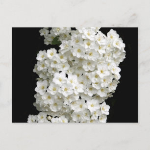 Spirea Arguta Postcard Vykort